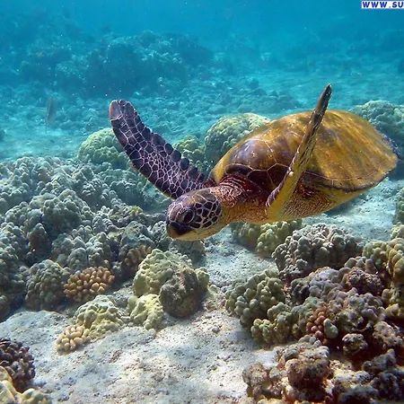 Tory Πανσιόν 4*